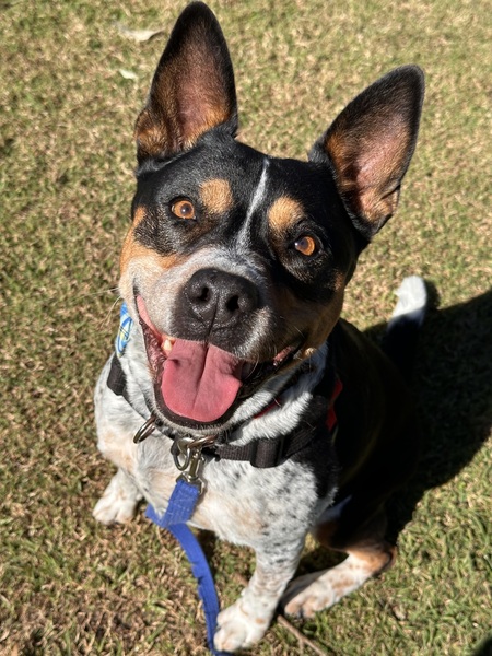 Leela