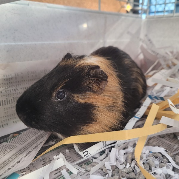 Hamlet