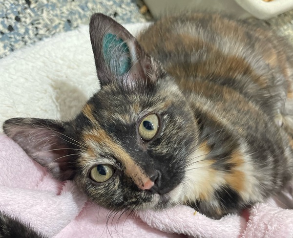 Cinnamon