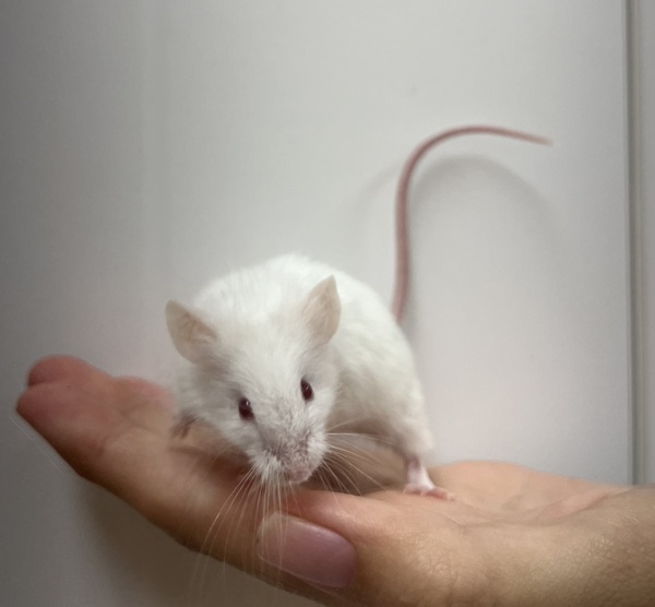 Mousana The Voyager Of The Squeak