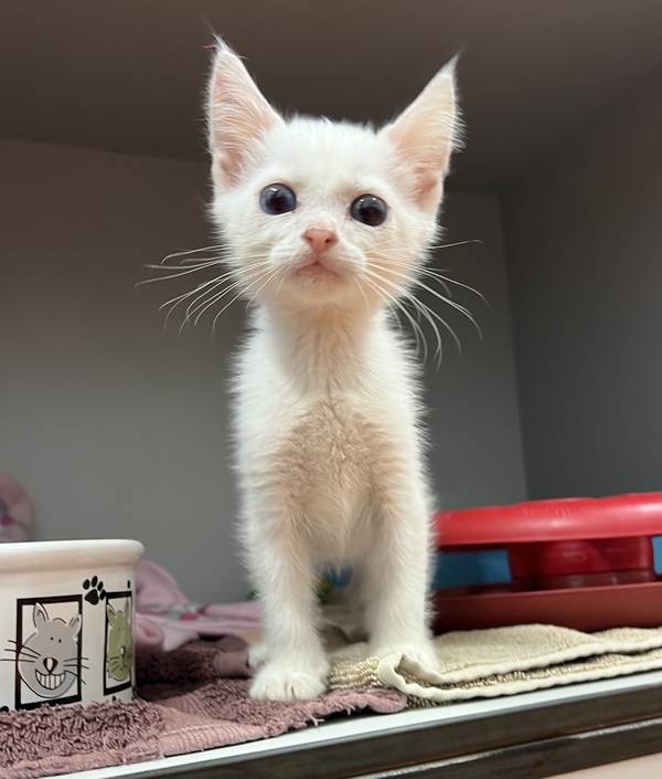 Snowball
