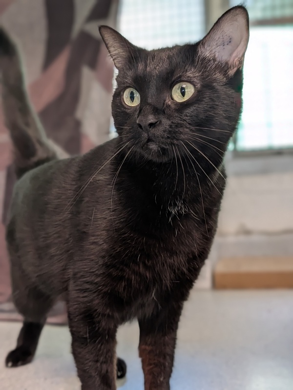 Sheeba