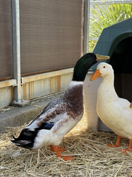 Ducktor Who