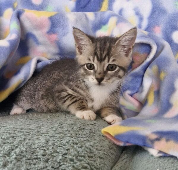 Amaretto