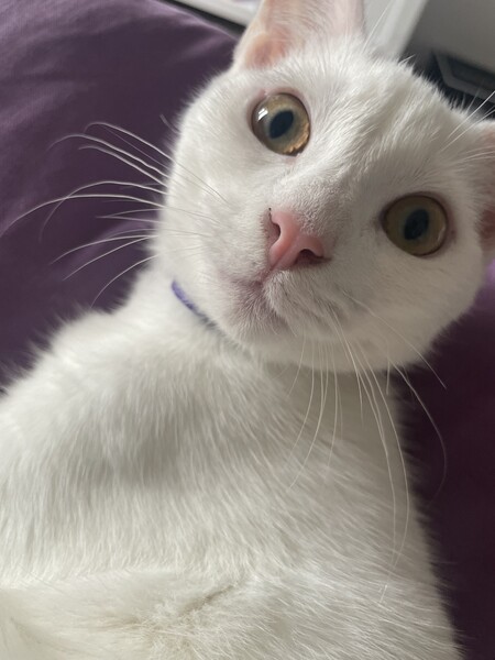 Bean