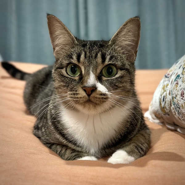 Bowie