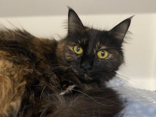 Esmeralda