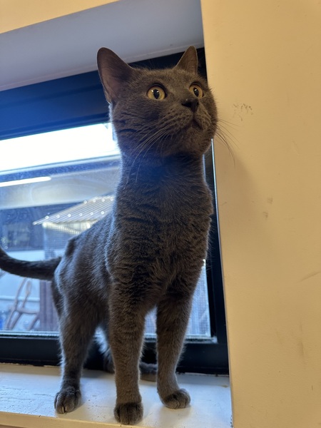 Hamish