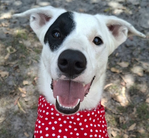 Maya
