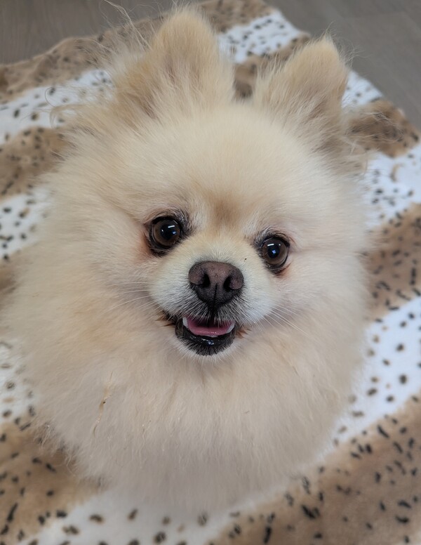Chester