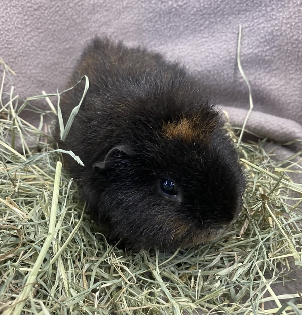 Teddy
