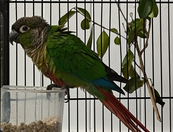 Pablo