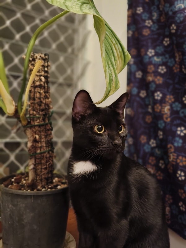 Licorice