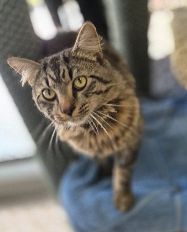 Bowie