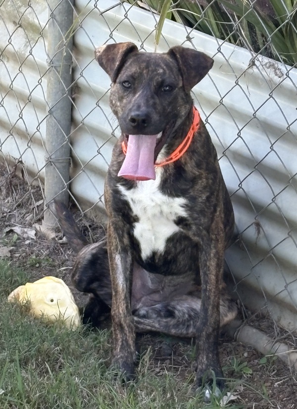 Hazel