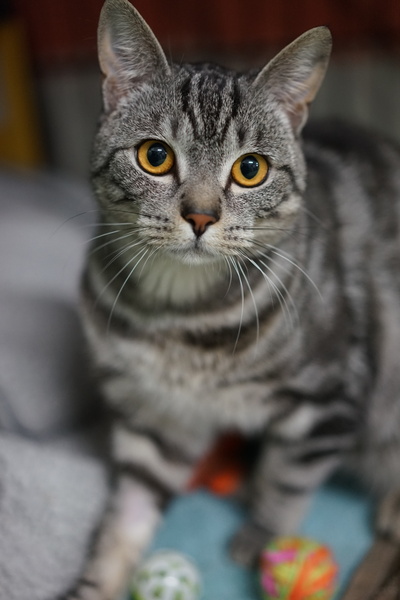 Sebastian