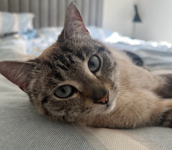 Astrid