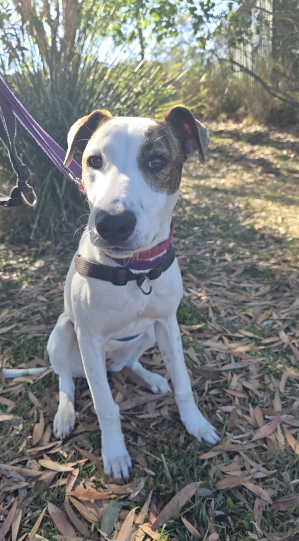 Stella
