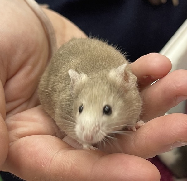 Feta