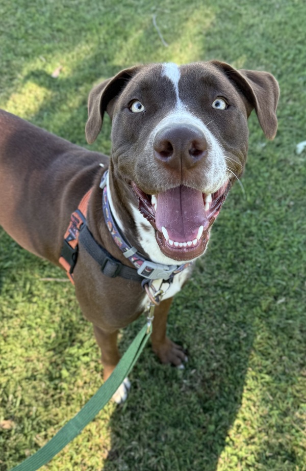Piper