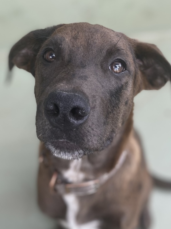 Milo