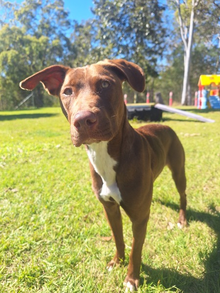 Hazel