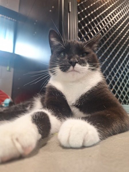 Albert