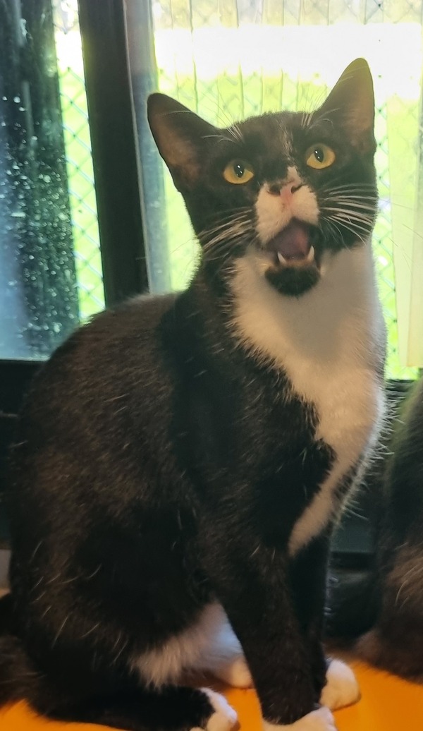Tazzie
