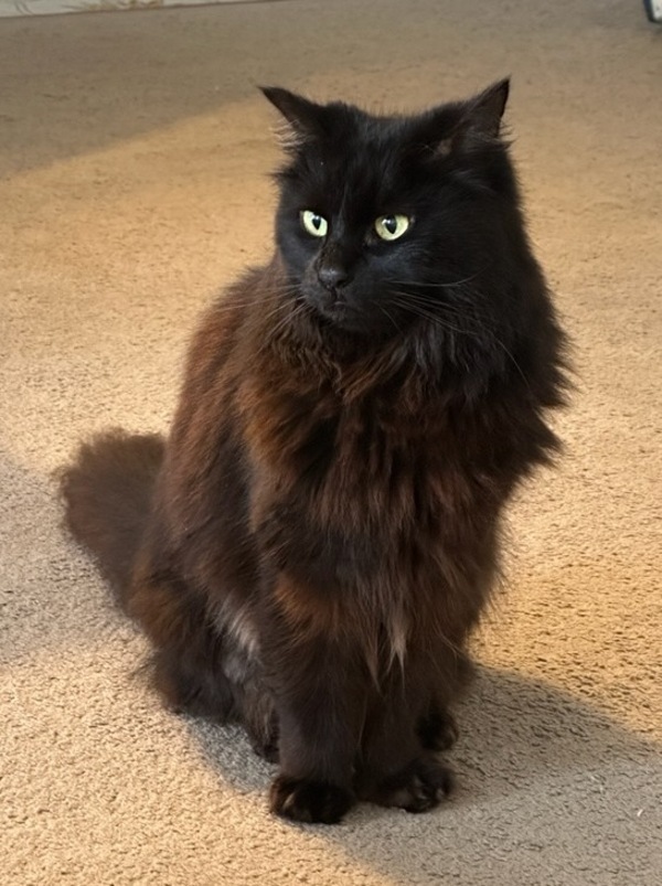 Merlot