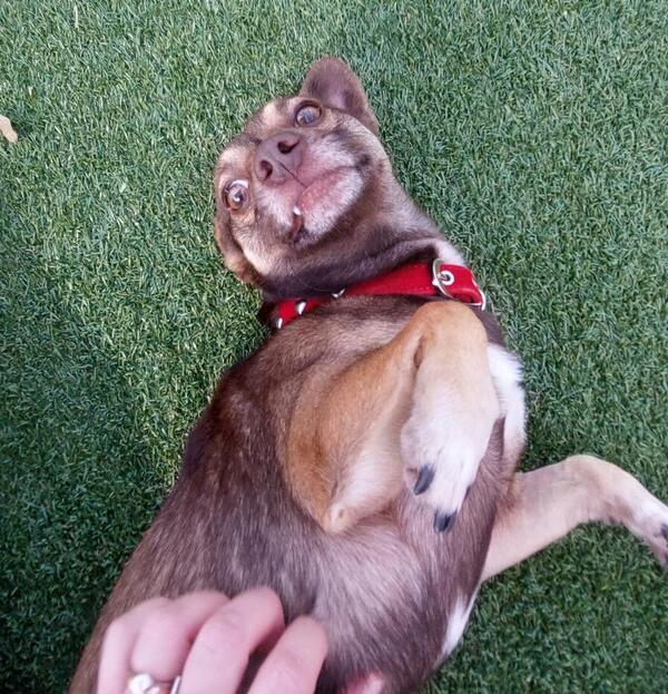 Rosco