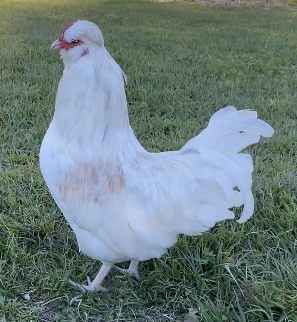 Roberto