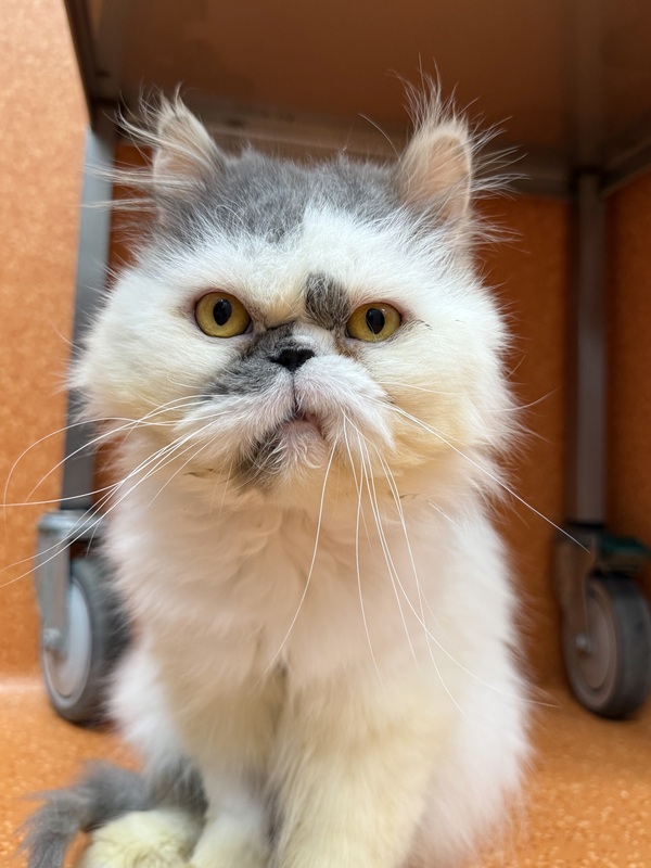 Ted
