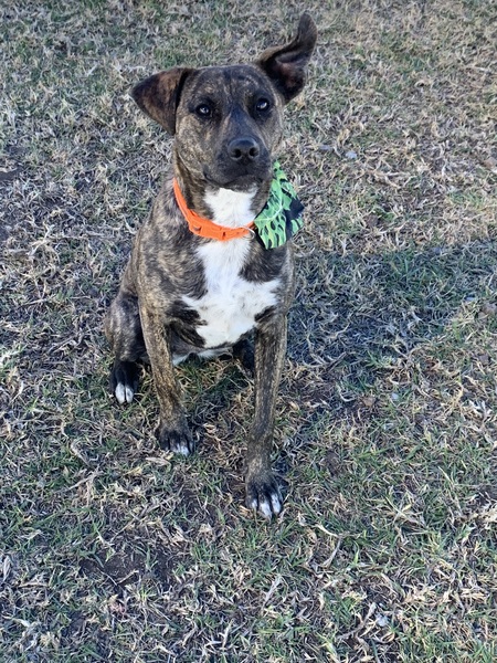 Hazel