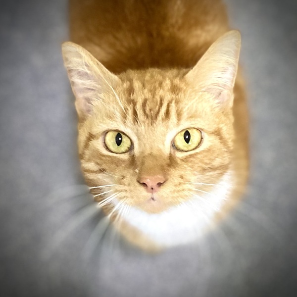 Simon