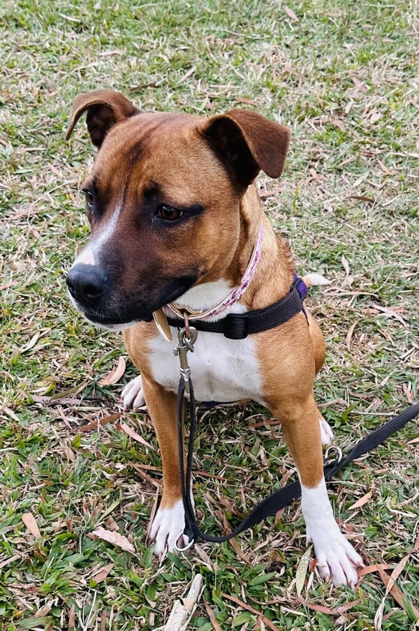 Suki