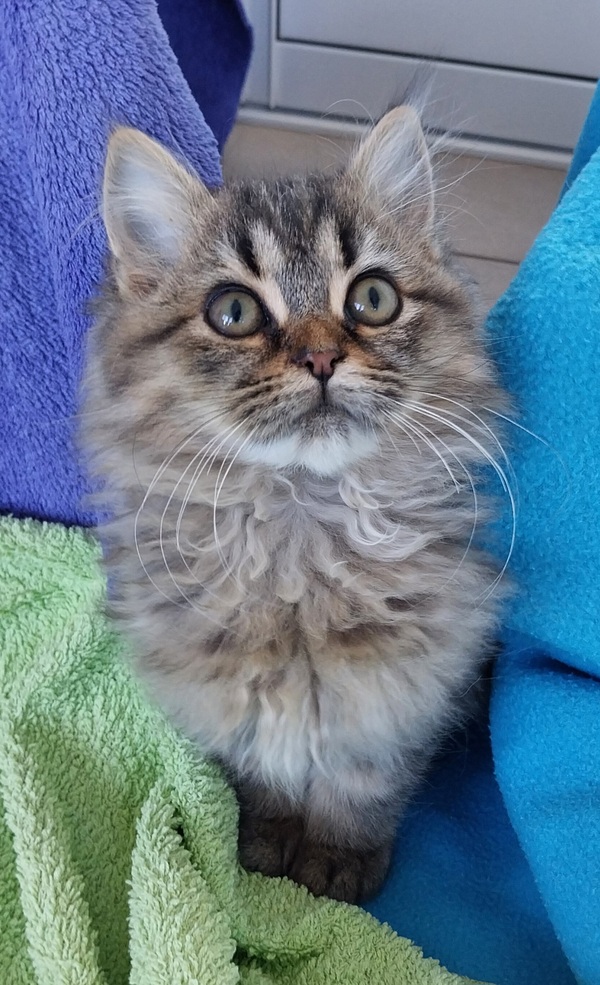 Fluff