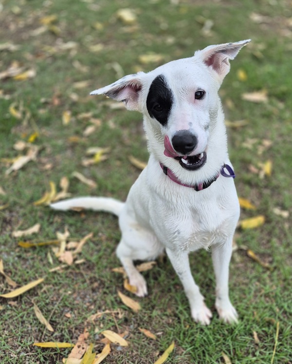 Maya