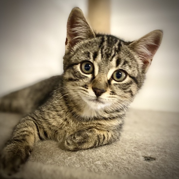 Lulu