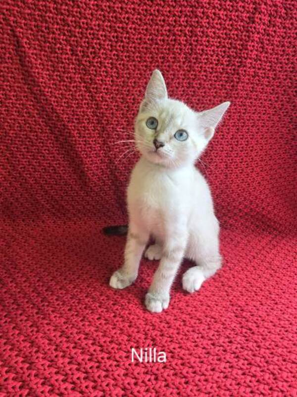 Nilla