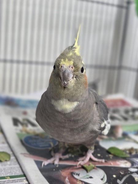 Little Miss Cupcake
