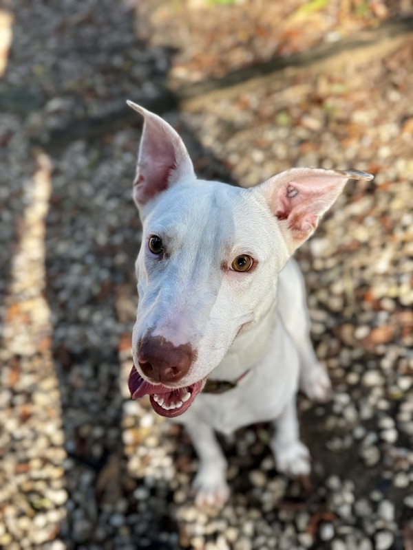 Daisy
