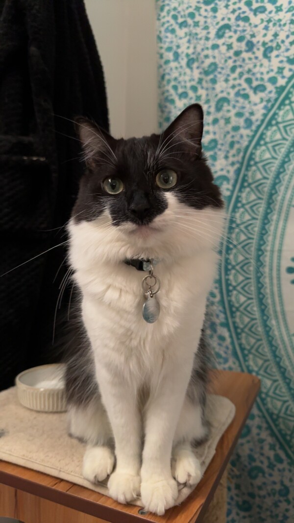 Sylvester