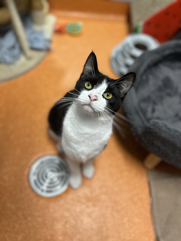 Frankie