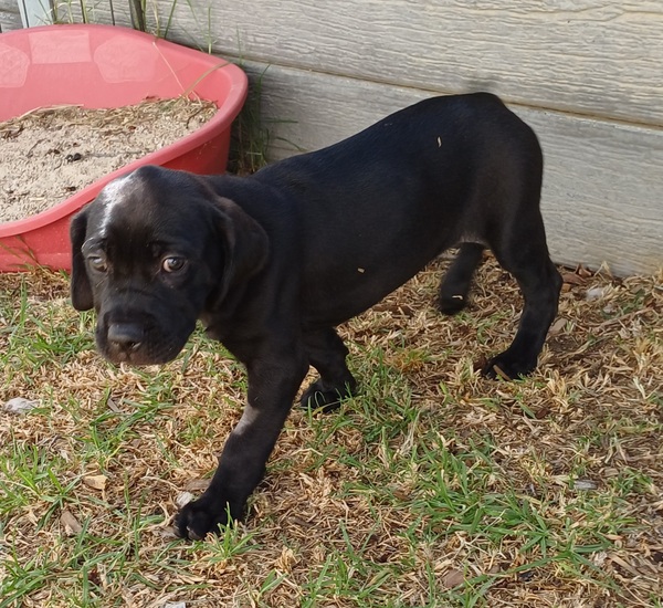 Ebony (orange Collar)
