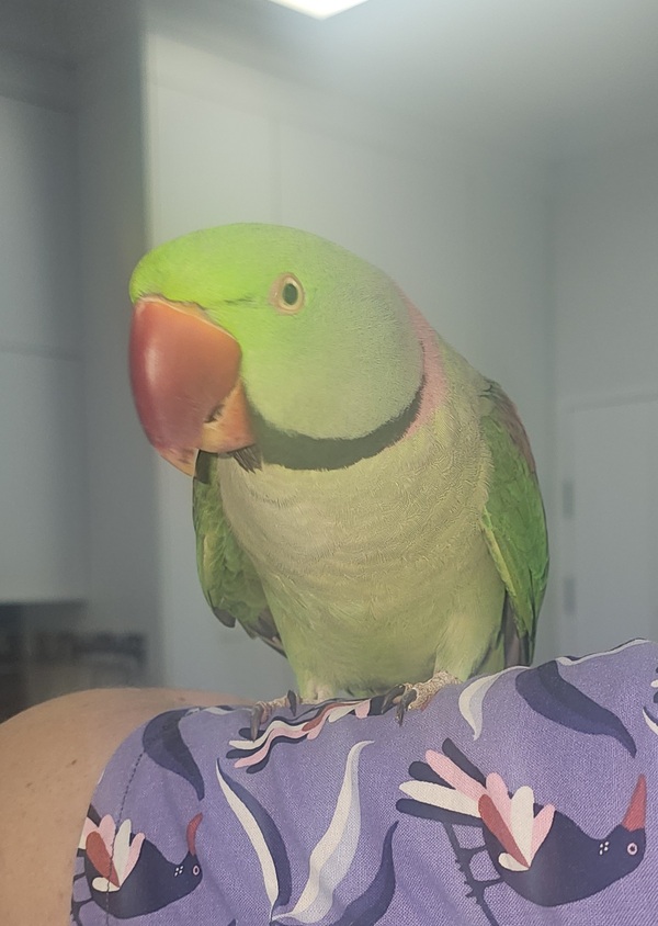 Cyrus