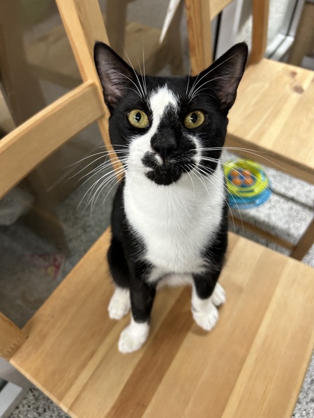 Oreo