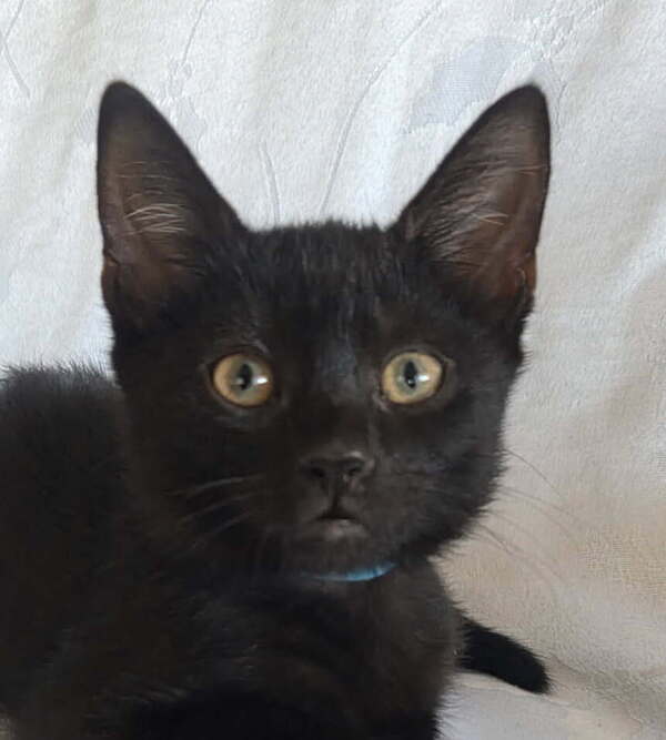 Cat Damon