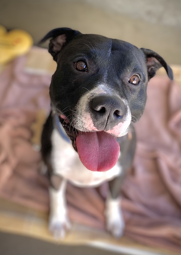 Dozer