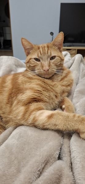Simba