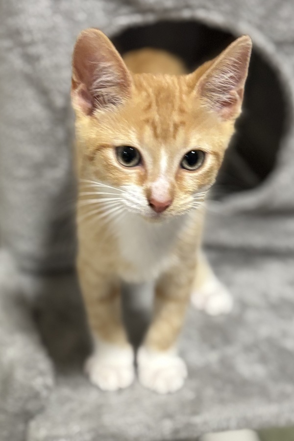 Apollo